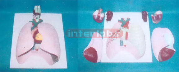 NATURAL LUNG MODEL CONTAINS LARYNX, LUNGS, TUBES, HEART